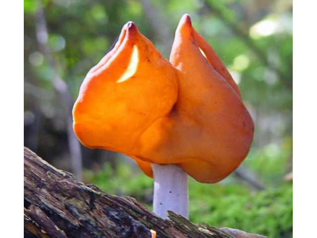 Мицелий Строчка осеннего (Gyromitra infula) Мицелий Строчка осеннего (Gyromitra infula)